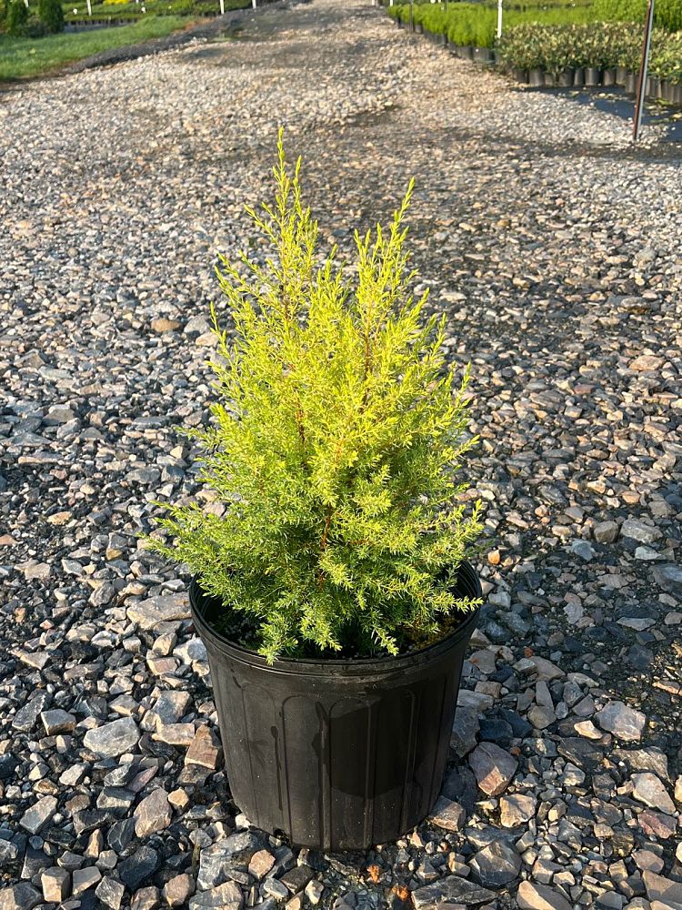 juniperus-communis-gold-cone-common-juniper