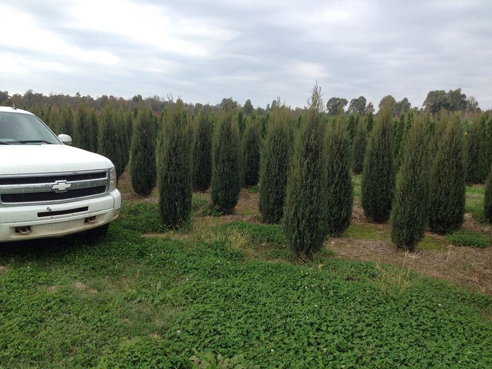 juniperus-communis-hibernica-irish-common-juniper