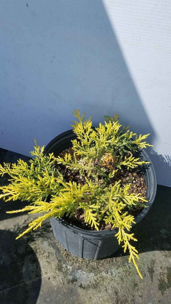juniperus-conferta-all-gold-shore-juniper
