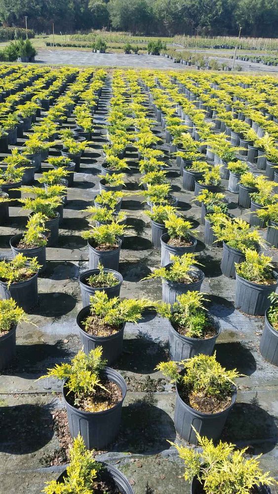 juniperus-conferta-all-gold-shore-juniper