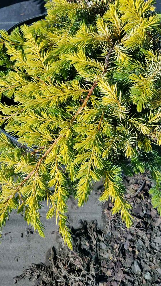 juniperus-conferta-all-gold-shore-juniper