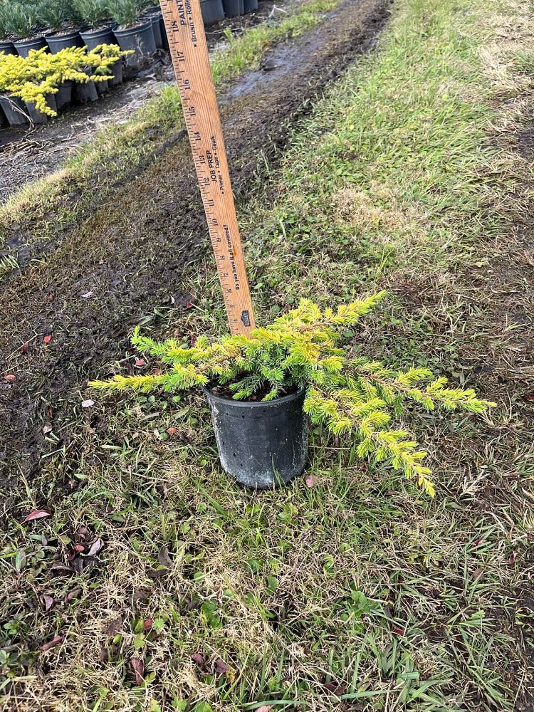juniperus-conferta-all-gold-shore-juniper