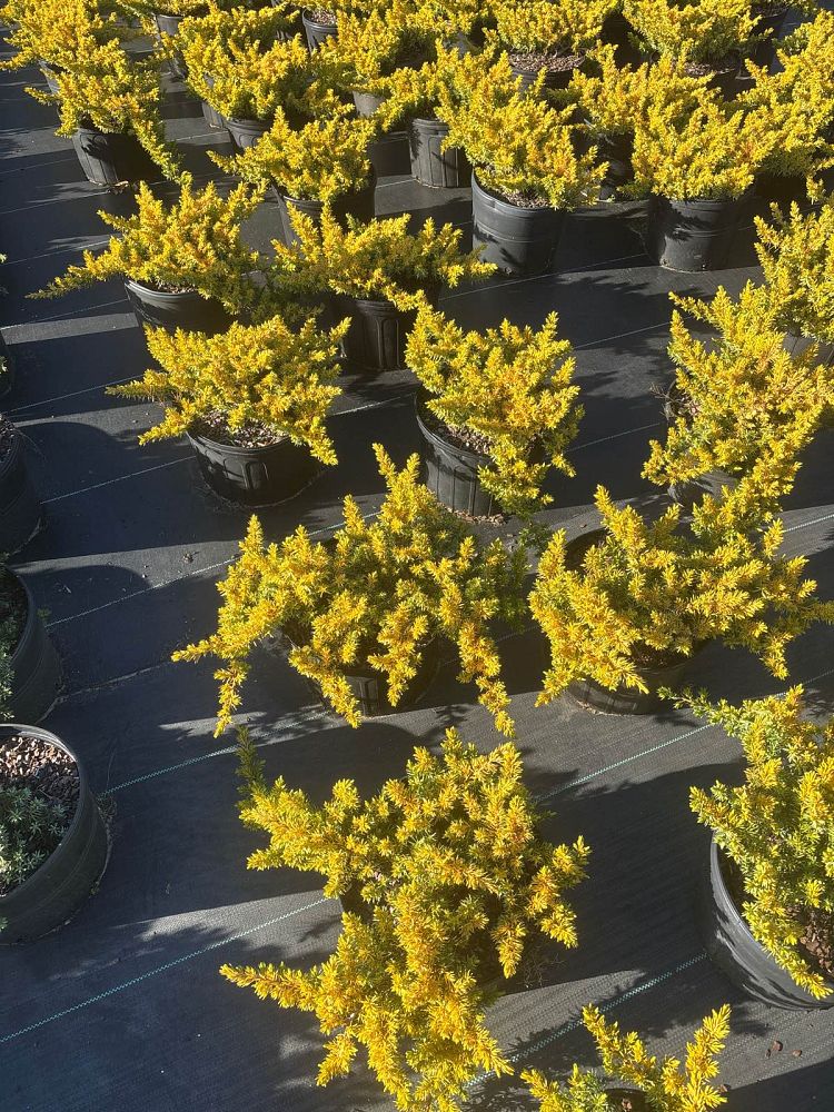 juniperus-conferta-all-gold-shore-juniper