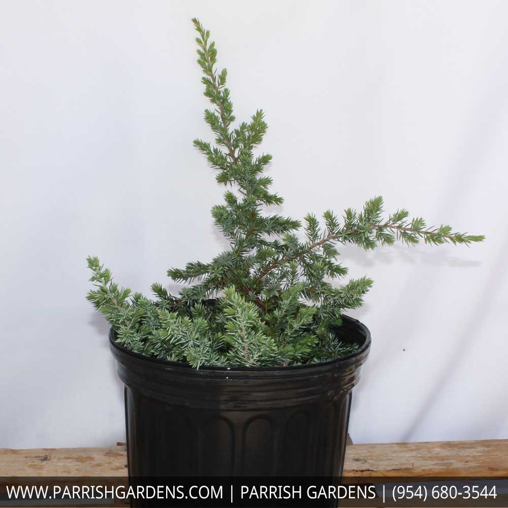 juniperus-conferta-blue-pacific-shore-juniper