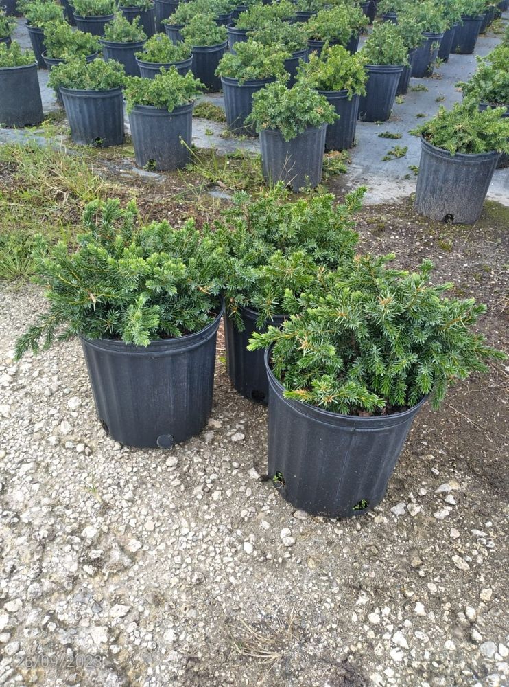 juniperus-conferta-blue-pacific-shore-juniper