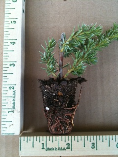 juniperus-conferta-blue-pacific-shore-juniper