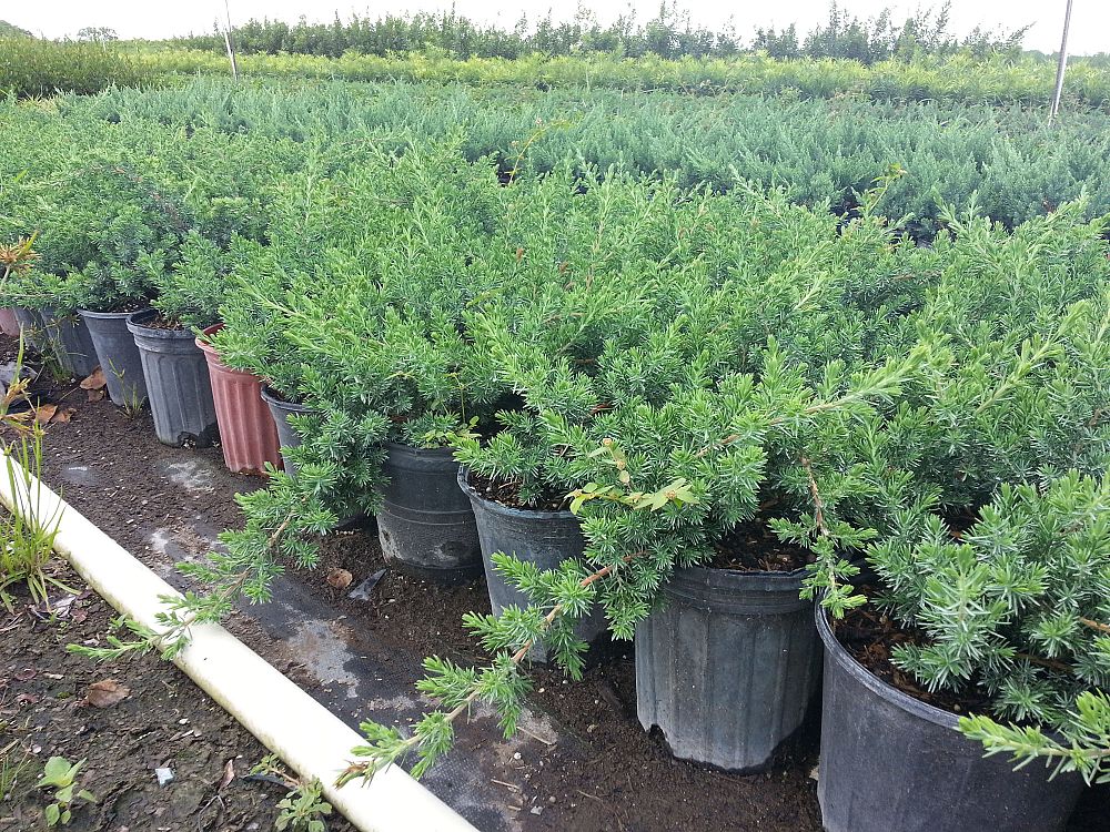 juniperus-conferta-blue-pacific-shore-juniper