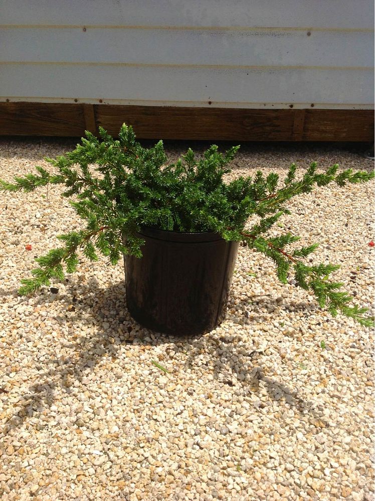 juniperus-conferta-blue-pacific-shore-juniper