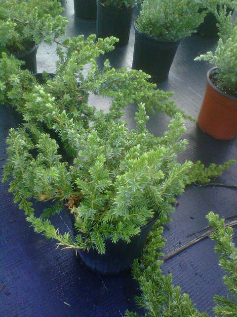 juniperus-conferta-blue-pacific-shore-juniper