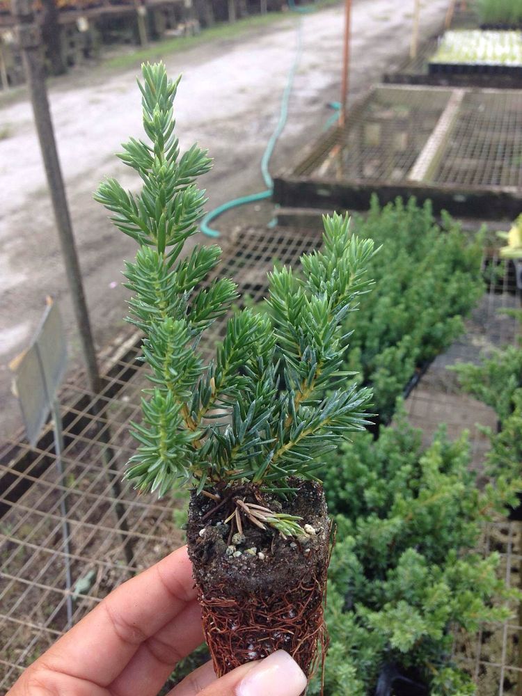 juniperus-conferta-blue-pacific-shore-juniper