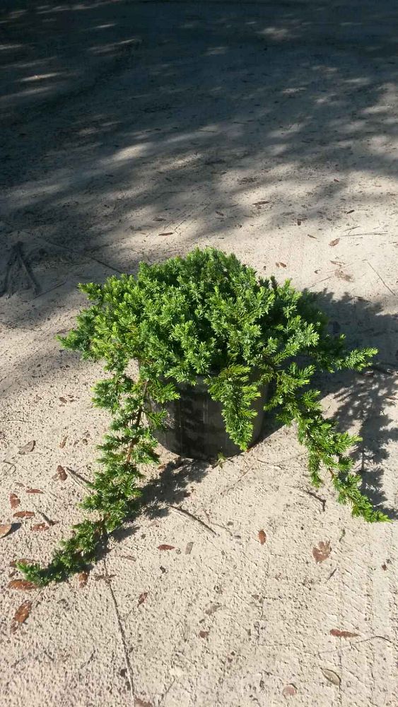 juniperus-conferta-blue-pacific-shore-juniper