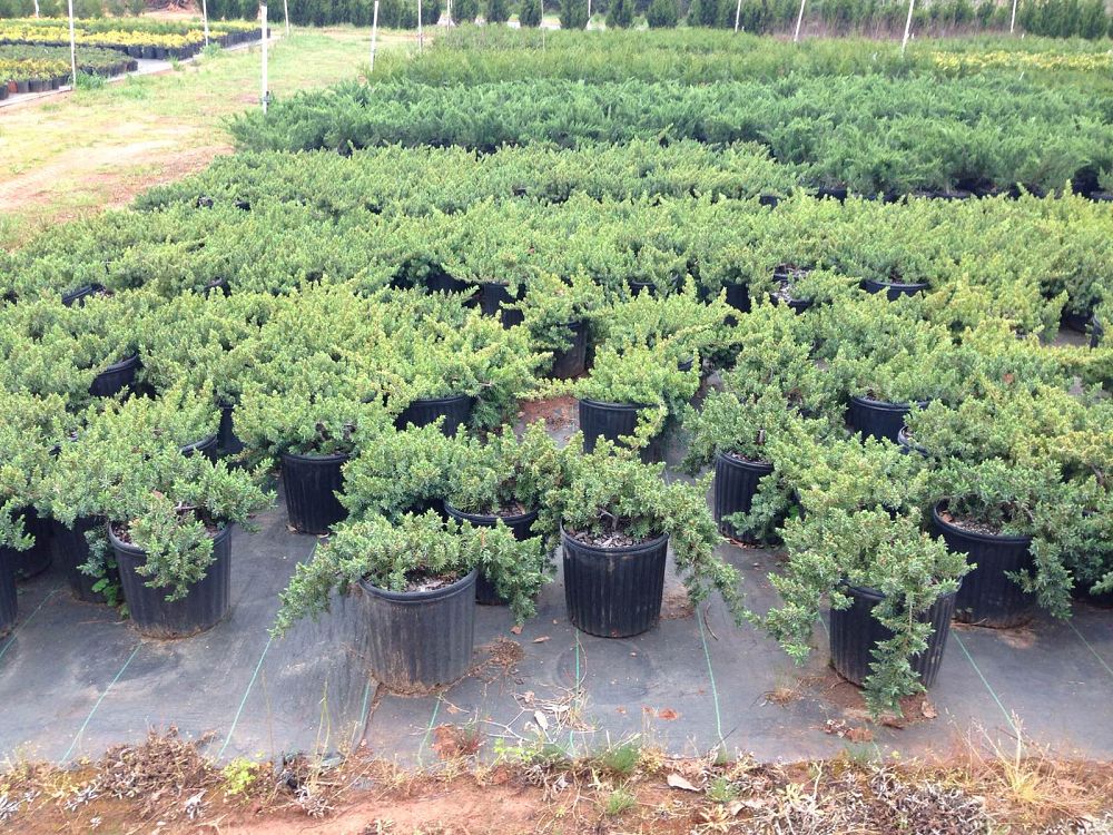 juniperus-conferta-blue-pacific-shore-juniper
