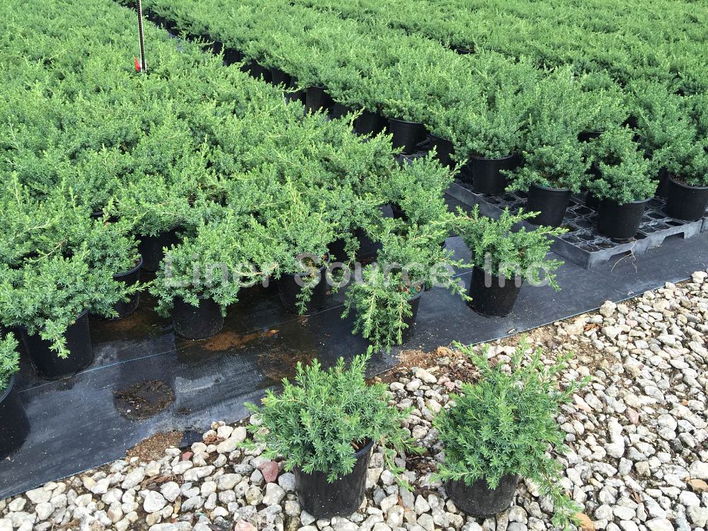juniperus-conferta-blue-pacific-shore-juniper
