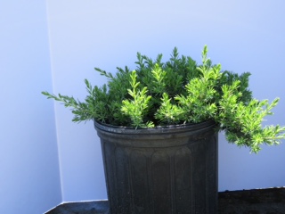 juniperus-conferta-blue-pacific-shore-juniper