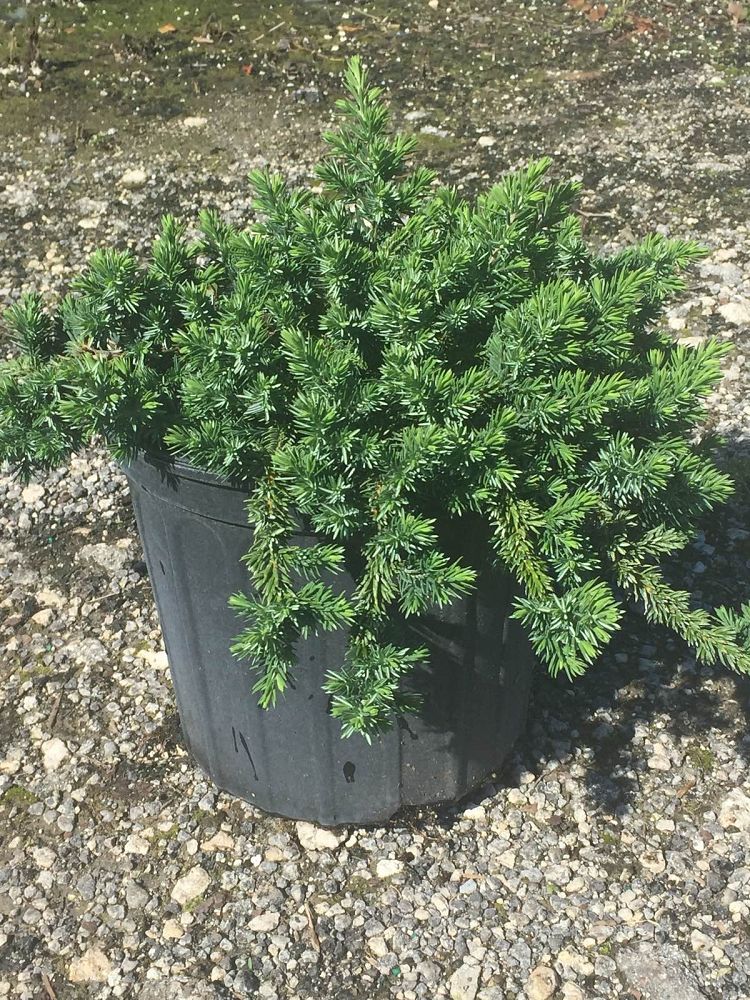 juniperus-conferta-blue-pacific-shore-juniper
