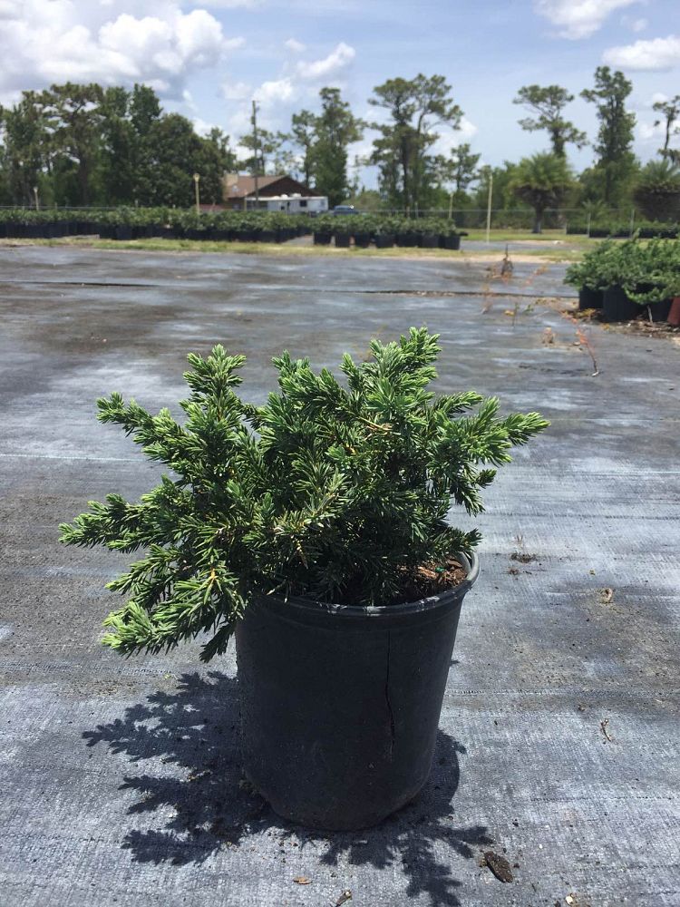 juniperus-conferta-blue-pacific-shore-juniper