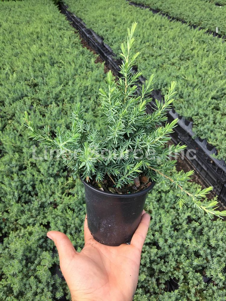 juniperus-conferta-blue-pacific-shore-juniper
