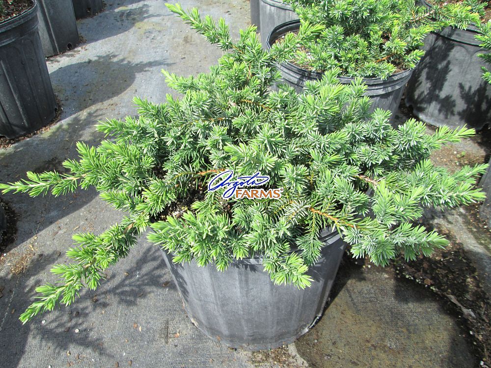 juniperus-conferta-blue-pacific-shore-juniper
