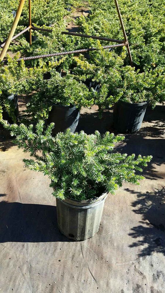 juniperus-conferta-blue-pacific-shore-juniper