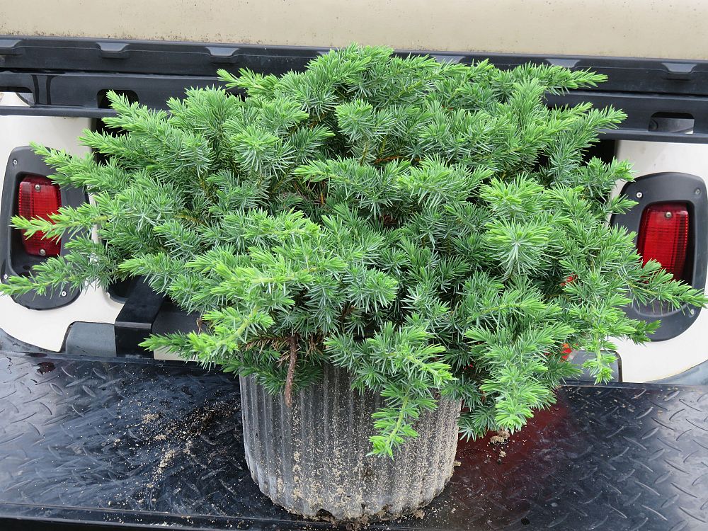 juniperus-conferta-blue-pacific-shore-juniper