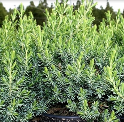juniperus-conferta-blue-pacific-shore-juniper