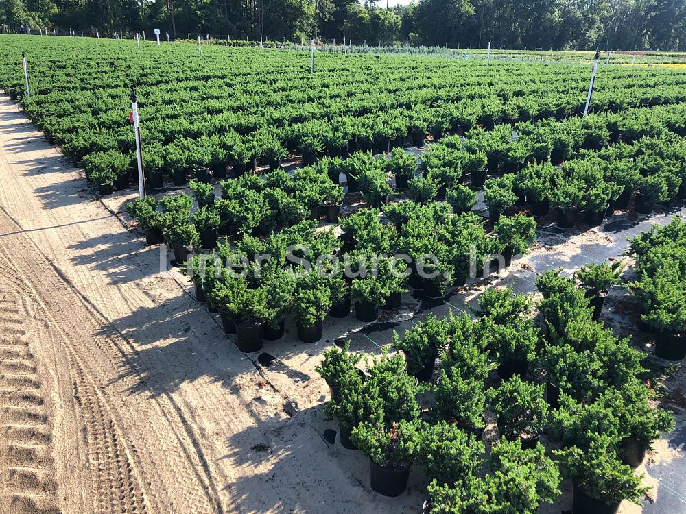 juniperus-conferta-blue-pacific-shore-juniper