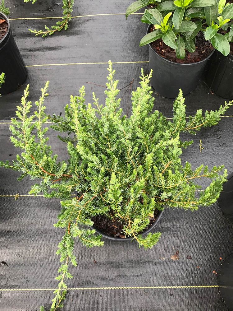 juniperus-conferta-blue-pacific-shore-juniper