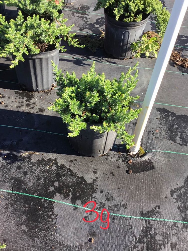 juniperus-conferta-blue-pacific-shore-juniper