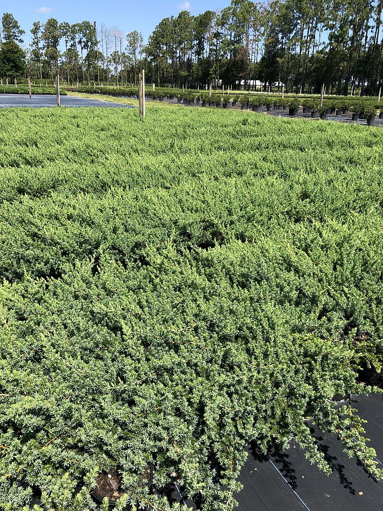 juniperus-conferta-blue-pacific-shore-juniper