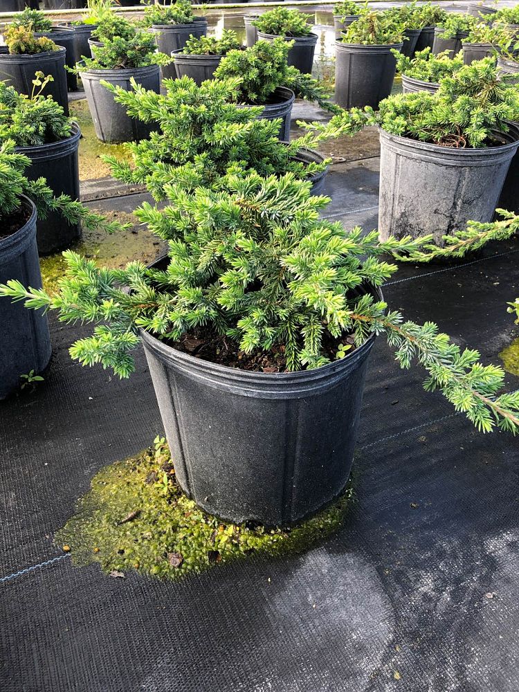 juniperus-conferta-blue-pacific-shore-juniper