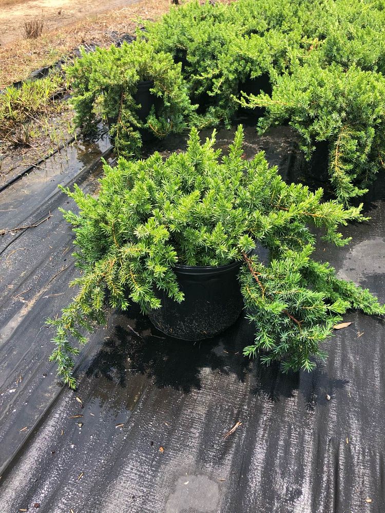juniperus-conferta-blue-pacific-shore-juniper