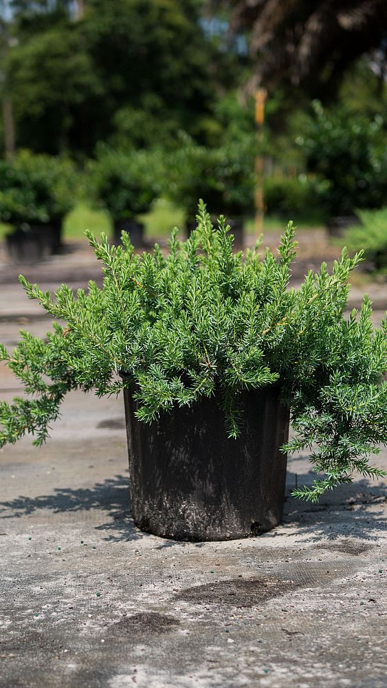 juniperus-conferta-blue-pacific-shore-juniper
