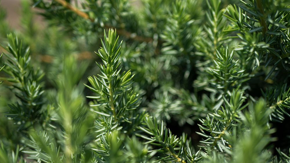 juniperus-conferta-blue-pacific-shore-juniper