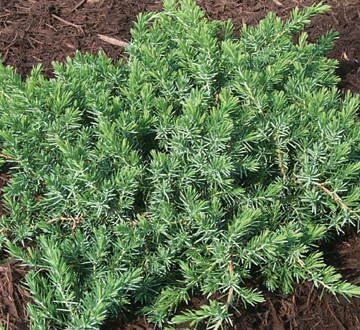 juniperus-conferta-blue-pacific-shore-juniper