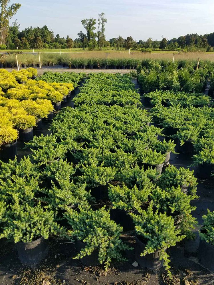 juniperus-conferta-blue-pacific-shore-juniper