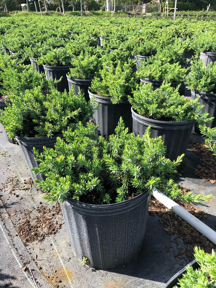 juniperus-conferta-blue-pacific-shore-juniper