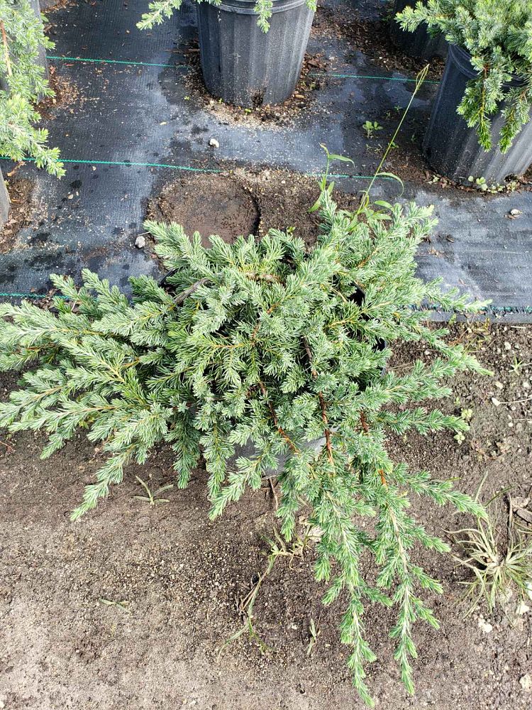 juniperus-conferta-blue-pacific-shore-juniper