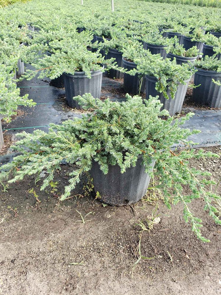 juniperus-conferta-blue-pacific-shore-juniper