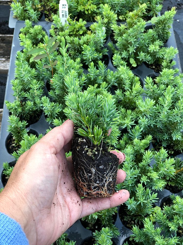 juniperus-conferta-blue-pacific-shore-juniper