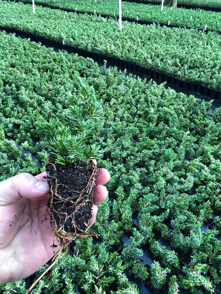 juniperus-conferta-blue-pacific-shore-juniper