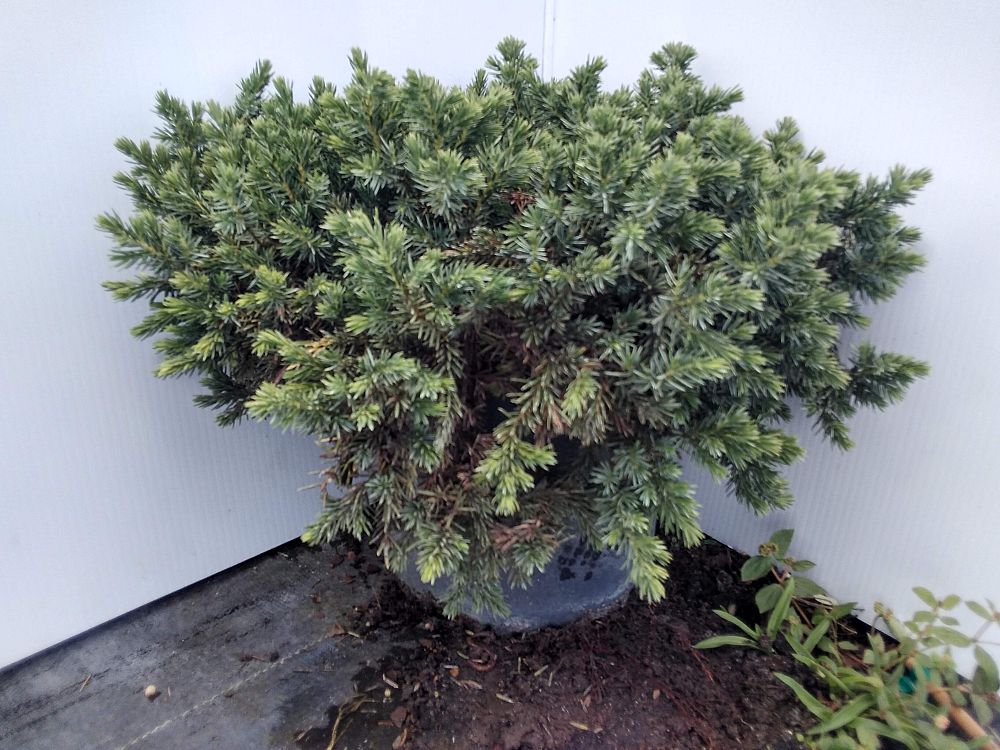 juniperus-conferta-blue-pacific-shore-juniper
