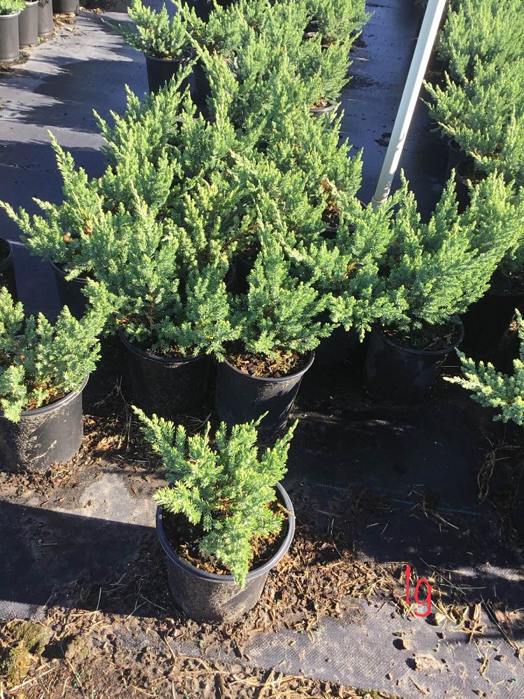 juniperus-conferta-blue-pacific-shore-juniper