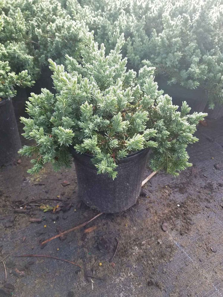 juniperus-conferta-blue-pacific-shore-juniper