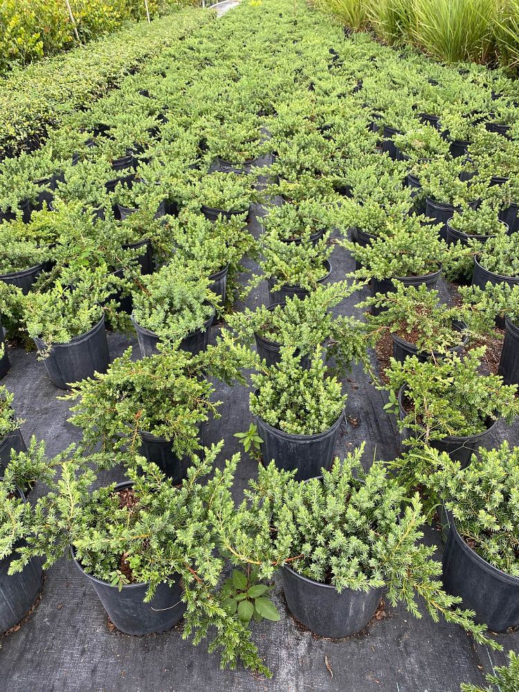 juniperus-conferta-blue-pacific-shore-juniper