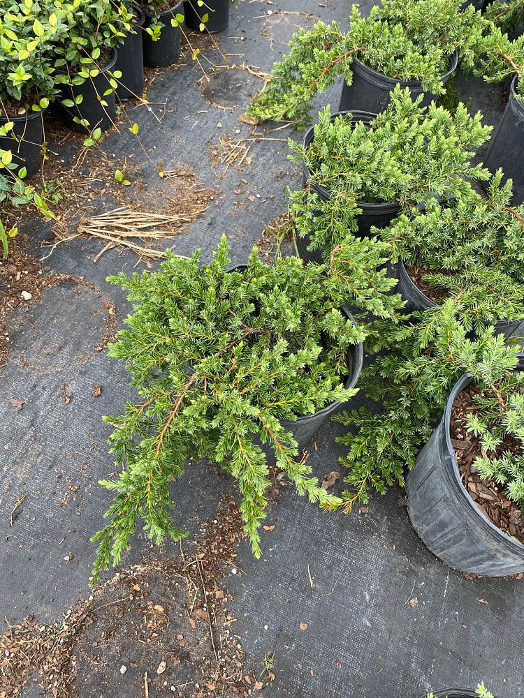 juniperus-conferta-blue-pacific-shore-juniper
