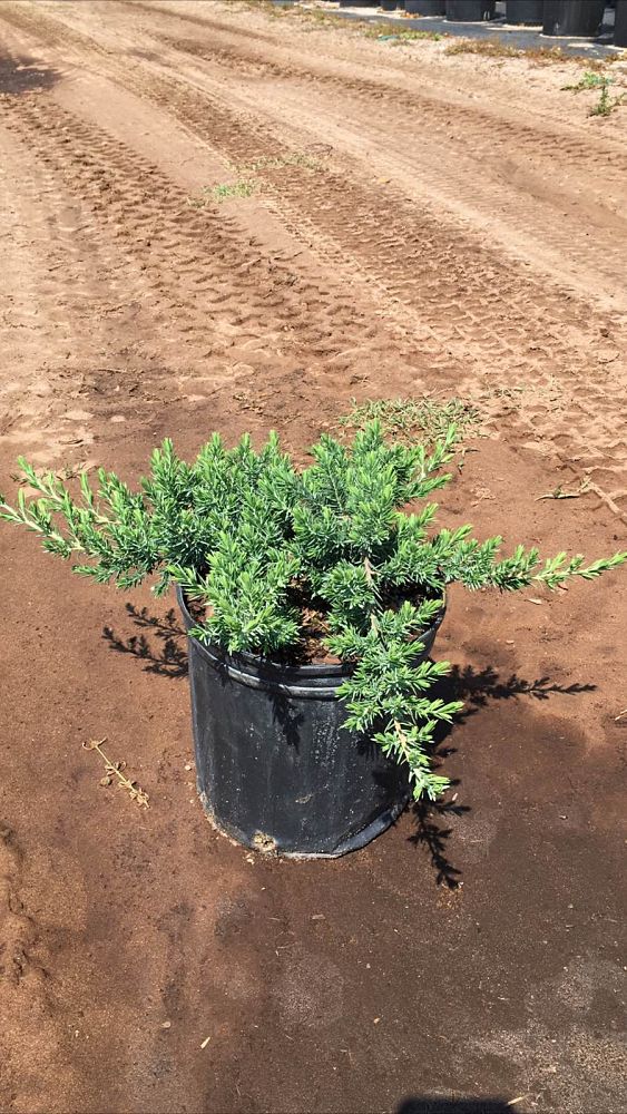 juniperus-conferta-blue-pacific-shore-juniper