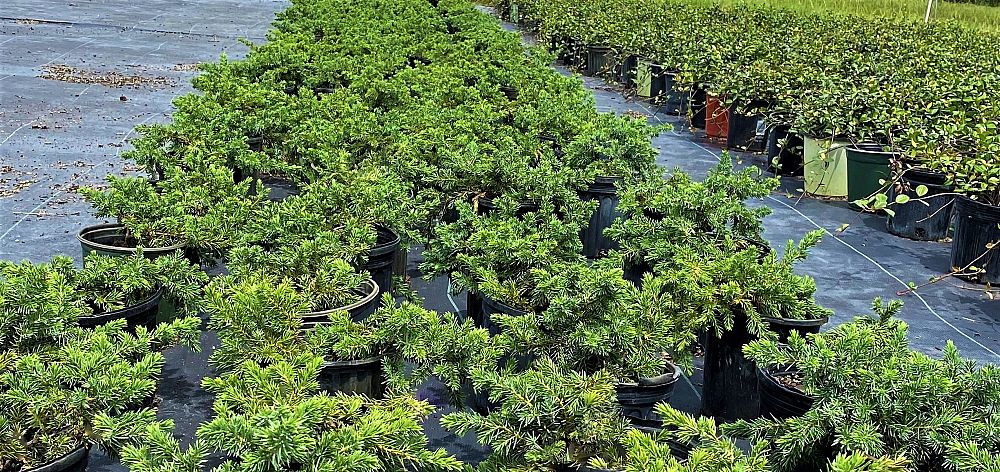 juniperus-conferta-blue-pacific-shore-juniper