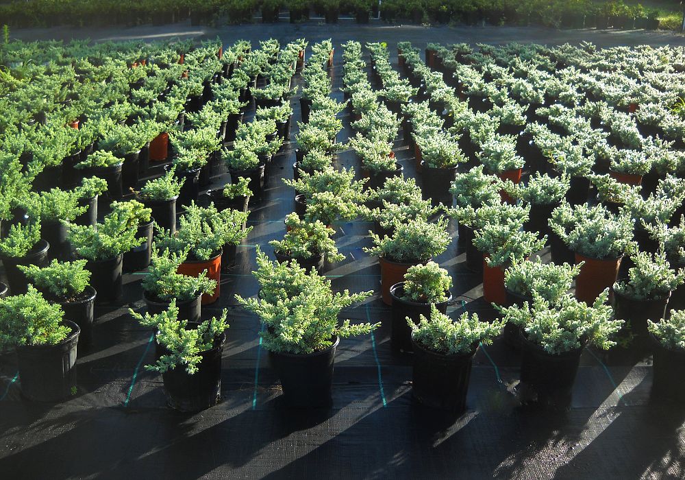 juniperus-conferta-blue-pacific-shore-juniper