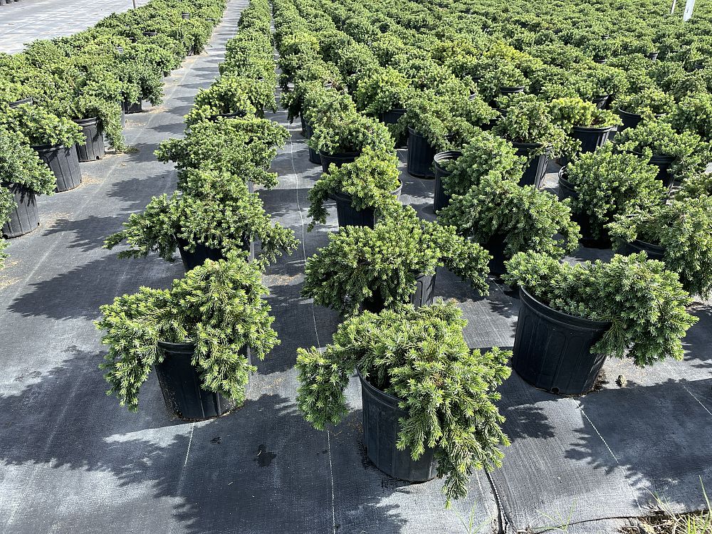 juniperus-conferta-blue-pacific-shore-juniper