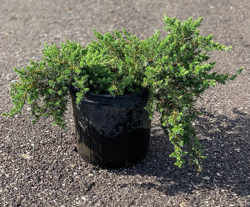 juniperus-conferta-blue-pacific-shore-juniper